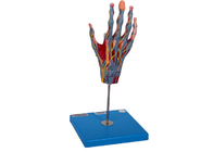 Πρότυπο ανατομίας χεριών σχολικής διδασκαλίας με τα κύρια νεύρα σκαφών μυών