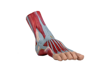 Ποδιών ανθρώπινο χρωματισμένο μυς χρώμα PVC ανατομίας πρότυπο για την κατάρτιση