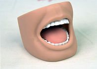 Οδοντικό ενήλικο στοματικό πρότυπο ανδρείκελων περιποίησης με τα πλήρη δόντια ISO 9001-2000