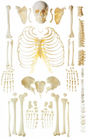Διεσπαρμένο πρότυπο ανατομίας σκελετών κόκκαλων ανθρώπινο για την επίδειξη κόκκαλων