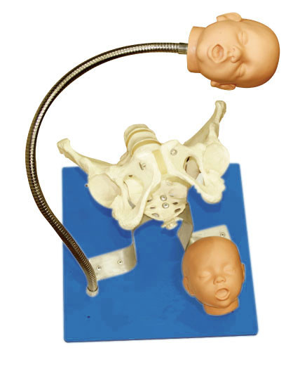 Λεκάνη προσομοιωτών Gynecologic έγκρισης CE με τα κεφάλια εμβρύων για το εργαλείο εκπαίδευσης