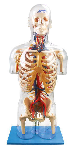 Εσωτερική ουρακοτάγκων ορατή ανθρώπινη κούκλα εκπαίδευσης ανατομίας πρότυπη κύρια νευρική και αγγειακή