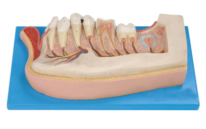 Το ανθρώπινο πρότυπο δοντιών, 21 θέσεις επιδεικνύεται των κάτω γναθιαίων μόνιμων δοντιών για το παιδί
