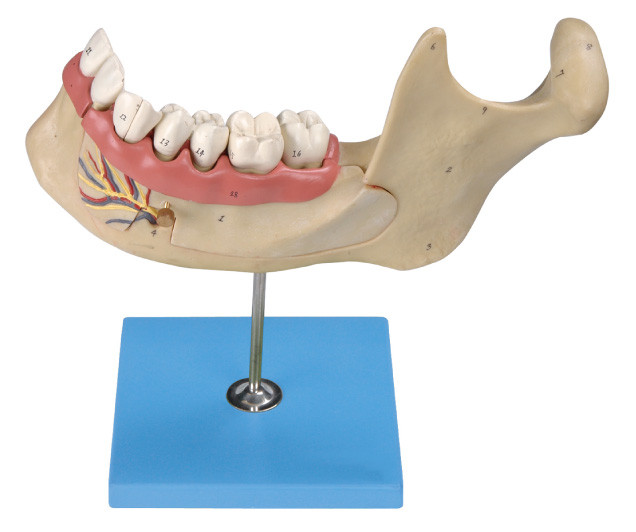 Το ανθρώπινο πρότυπο δοντιών, 29 θέσεις επιδεικνύεται των διευρυμένων κάτω γναθιαίων μόνιμων ενήλικων δοντιών