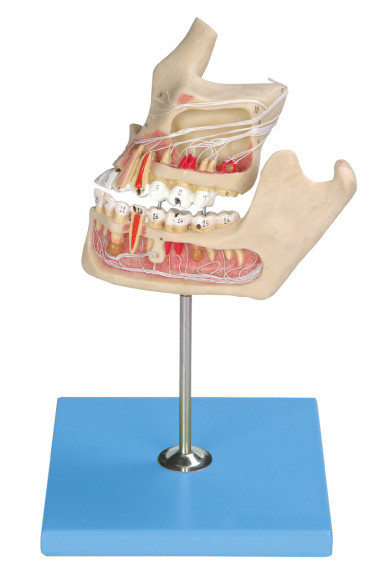 Παθολογικό ανθρώπινο πρότυπο δοντιών/πρότυπο σαγονιών με χρωματικής προσαρμογής από τον υπολογιστή για δύο μέρη