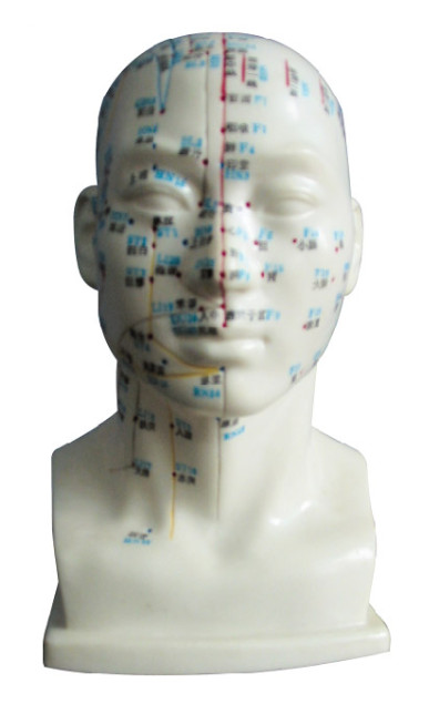 Ανθρώπινο κεφάλι με το πρότυπο ανθρώπινο σώμα σημείου βελονισμού για τα ιατρικά κολλέγια