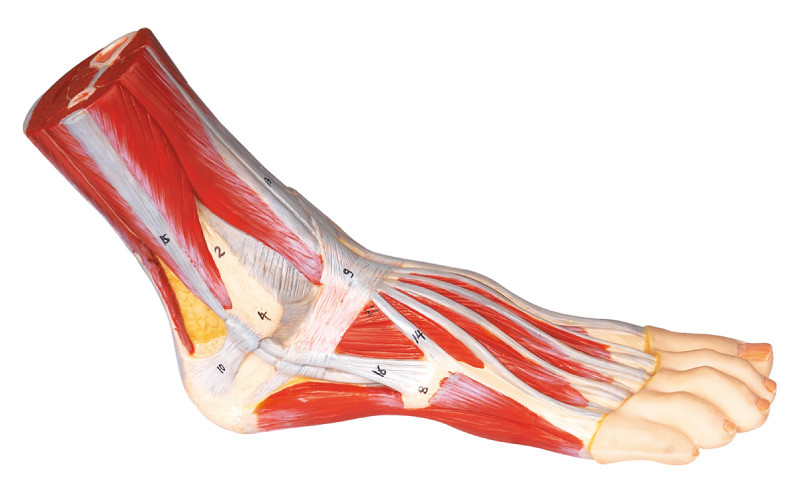 Ανθρώπινο πρότυπο χρωματισμένο χέρι χρώμα ανατομίας ποδιών για την ιατρική κατάρτιση