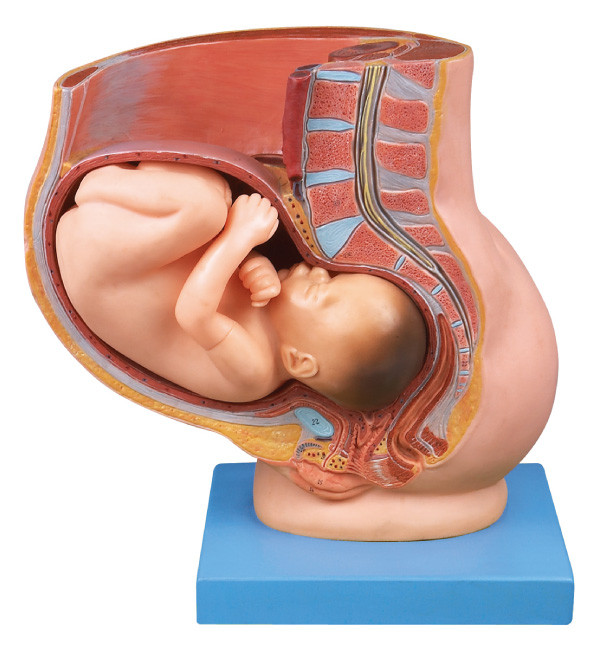 Λεκάνη με τη μήτρα στο ανθρώπινο πρότυπο ανατομίας εγκυμοσύνης του ένατου μήνα για την ιατρική εκπαίδευση