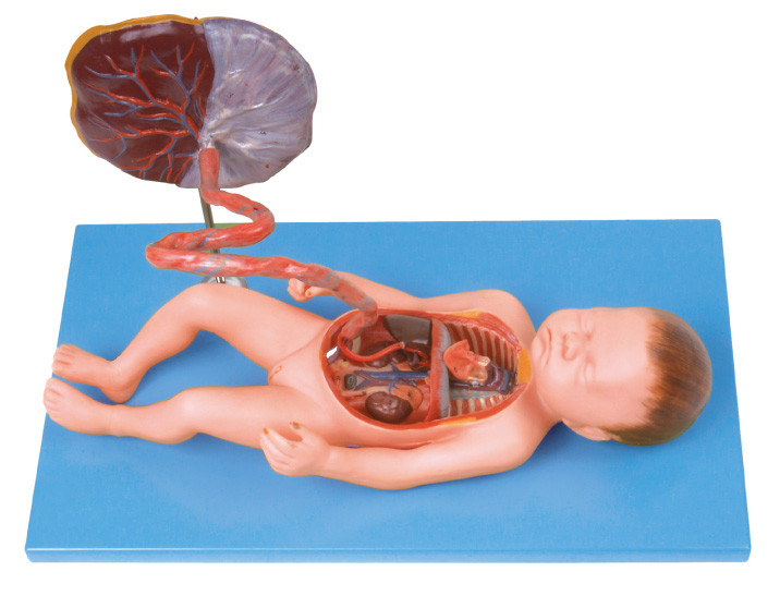 Εμβρυϊκό πρότυπο ανατομίας κυκλοφοριακών συστημάτων ανθρώπινο για τη σχολική κατάρτιση περιποίησης