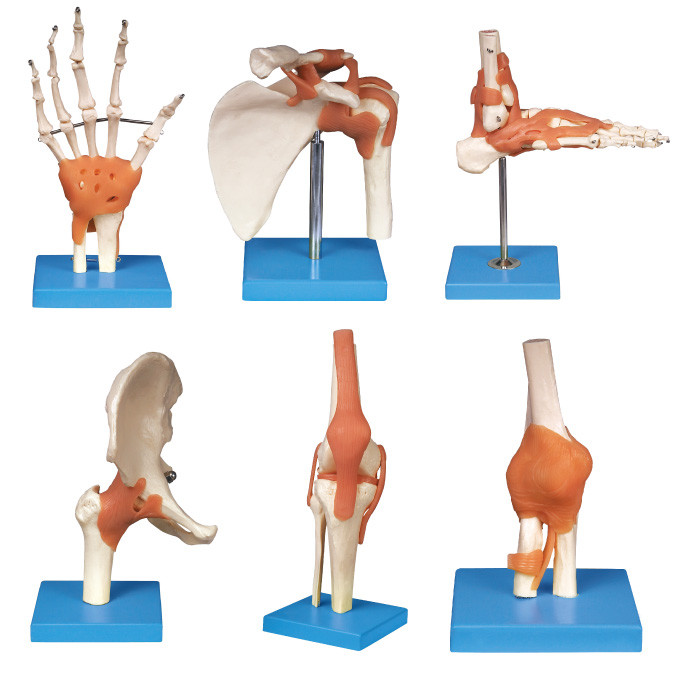 Κοινό σειράς (ώμος, αγκώνας, ισχίο, γόνατο, χέρι, πόδι) ανθρώπινο εργαλείο εκπαίδευσης ανατομίας πρότυπο