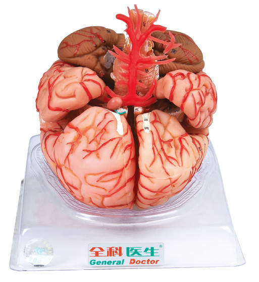 Πρότυπο εγκεφάλου με τις αρτηρίες εγκεφαλικές για την κατάρτιση Ιατρικών Σχολών
