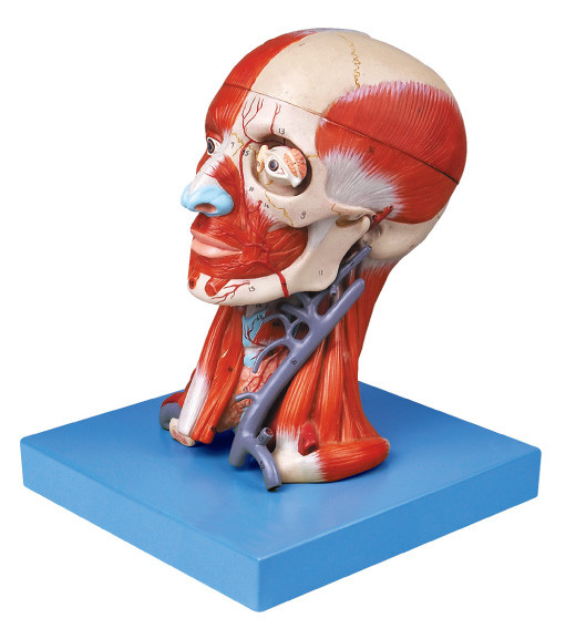 Πρότυπο εγκεφάλου με το μυ πατέ και αιμοφόρα αγγεία για την ιατρική κατάρτιση κολλεγίων