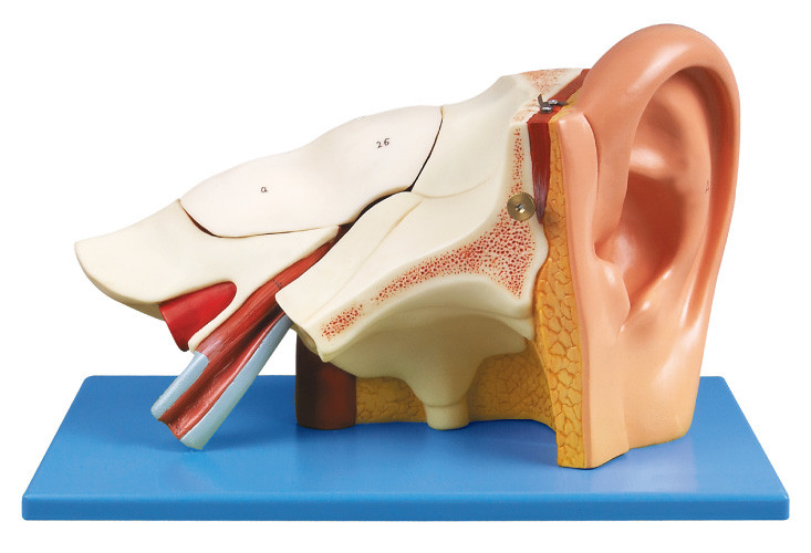 Τρεις φορές ανθρώπινο πρότυπο ανατομίας αυτιών με τις μετακινούμενες ισοτιμίες για την κατάρτιση shool