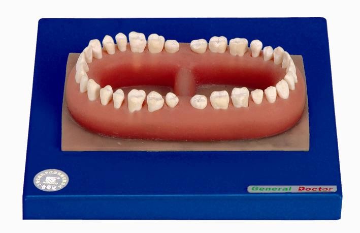 Προηγμένο πρότυπο δοντιών PVC ανθρώπινο ενός ενηλίκου που γίνεται για την ανατομική κατάρτιση