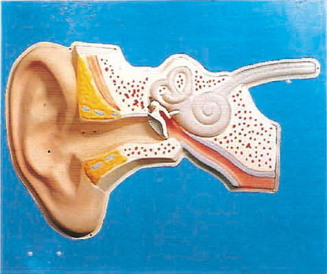 Αυτιών ακουστικό πρότυπο ανατομίας κανονισμού ανθρώπινο για την ιατρική κατάρτιση