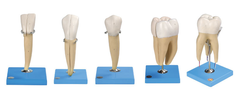 Πέντε είδη ανθρώπινου προτύπου δοντιών φιαγμένου από προηγμένο PVC για την ανατομική κατάρτιση