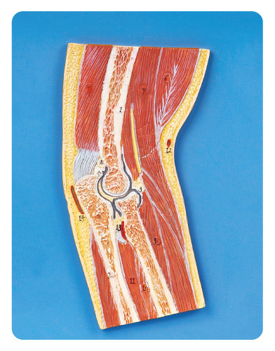 Αγκώνων κοινό τμημάτων ανθρώπινο πρότυπο κατάρτισης PVC μυών προηγμένο πρότυπο