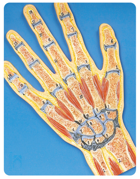 Χεριών τμημάτων ανθρώπινο πρότυπο χεριών ανατομίας πρότυπο/ανατομικό για το κολλέγιο, πανεπιστήμιο