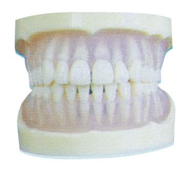 Τυποποιημένο διαφανές πρότυπο δοντιών PE για την οδοντική κατάρτιση κολλεγίων