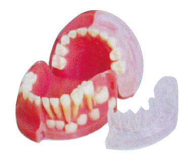 3χρονα αρχικά και μόνιμα δόντια που εναλλάσσουν το πρότυπο/τρισδιάστατο πρότυπο δοντιών
