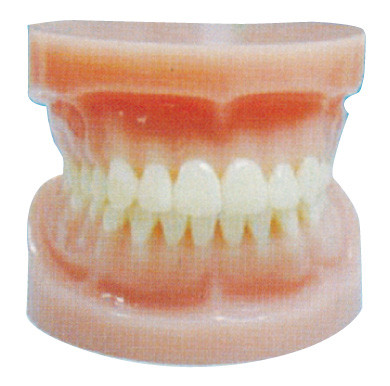 Τυποποιημένο σύνολο - πρότυπο στοματικών ανθρώπινο δοντιών για το οδοντικό νοσοκομείο και την κατάρτιση Ιατρικών Σχολών