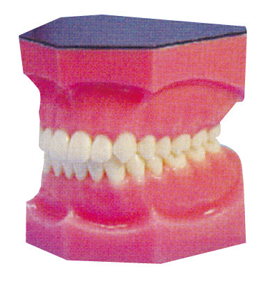 Ενισχυμένο οδοντικό πρότυπο δοντιών για το οικοτροφείο και την κατάρτιση φοιτητών Ιατρικής