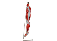 Πρότυπο ανατομίας ποδιών μυών PVC με τα κύρια νεύρα σκαφών για την κατάρτιση