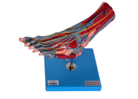 Ανθρώπινο πρότυπο ανατομίας μυών ποδιών με τα νεύρα σκαφών