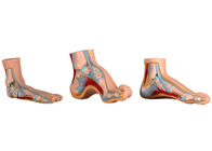 Κανονικό/επίπεδο/σχηματισμένο αψίδα ανατομικό πρότυπο ποδιών για την ιατρική κατάρτιση