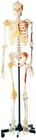 Προώθηση Ανθρώπινου Σκελετού με Μοντέλο Ανθρώπινης Ανατομίας Βαμμένων Μυών στη μία πλευρά