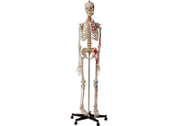 Ανατομικός ανθρώπινος σκελετός κολλεγίων με τους μυς και τους συνδέσμους