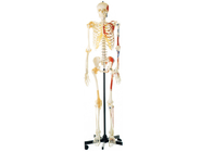 Ανατομία που εκπαιδεύει το σκελετό χρωμάτων PVC με τους μυς και τους συνδέσμους