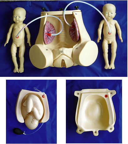 Φυσικός προσομοιωτής τοκετού με τον πλακούντα εμβρύων για την επίδειξη δεξιοτήτων μαιευτικής