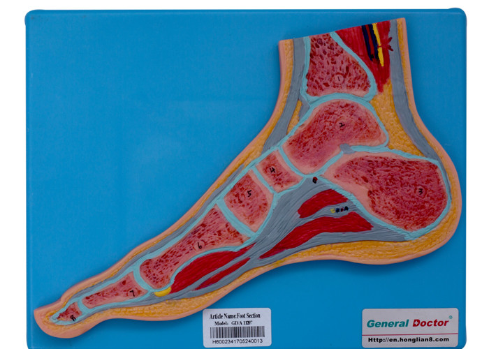 Ανθρώπινο πρότυπο ανατομίας τμημάτων ποδιών με τη στάση για τη σχολική κατάρτιση