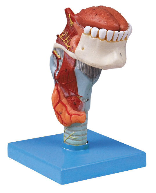 Πρότυπος λάρυγγας ανατομίας του ISO manufactory ανθρώπινος με το toungue, ανθρώπινο πρότυπο δοντιών
