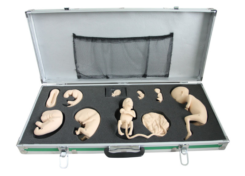 Φορητό κιβώτιο με το εμβρυϊκό πρότυπο για την παρατήρηση και τη μελέτη της εμβρυικής ανάπτυξης