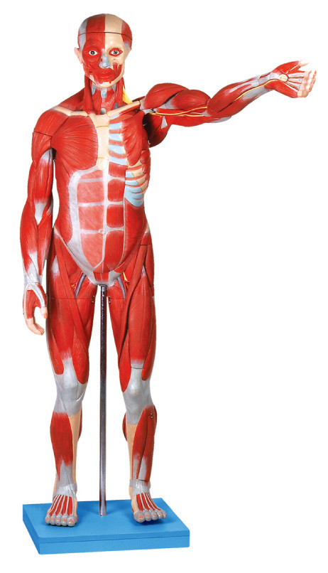 Αρσενικό ανατομικό πρότυπο ανατομίας μυών πρότυπο/ανθρώπινο με τα εσωτερικά όργανα 27 μέρη