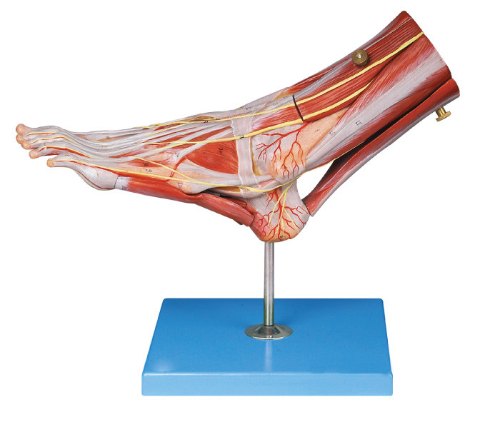 Οι μυ'ες του ανθρώπινου προτύπου ανατομίας ποδιών με τα κύρια σκάφη και τα νεύρα για τη δομή ανατομίας καταδεικνύουν
