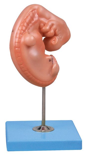 4 ηλικίας εμβρύων ανθρώπινων εβδομάδες προτύπων ανατομίας που τοποθετούνται σε μια στάση