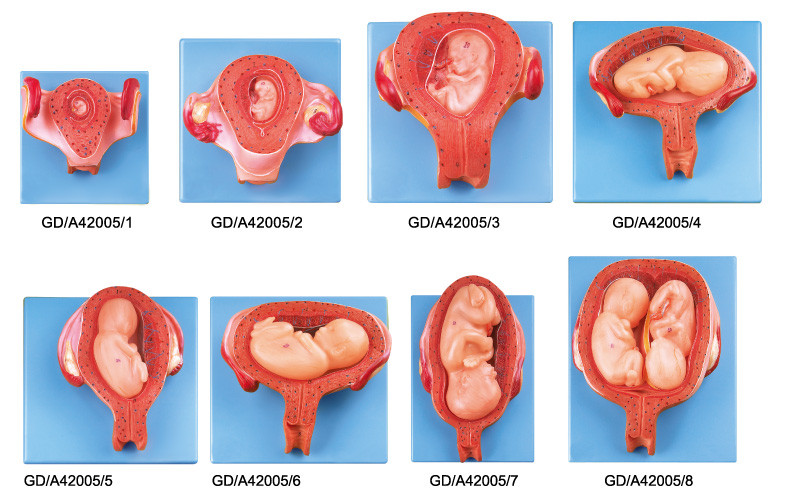 8 εμβρυικών ανάπτυξης ανθρώπινων μέρη προτύπων ανατομίας από πρώτα στην εγκυμοσύνη του έβδομου μήνα