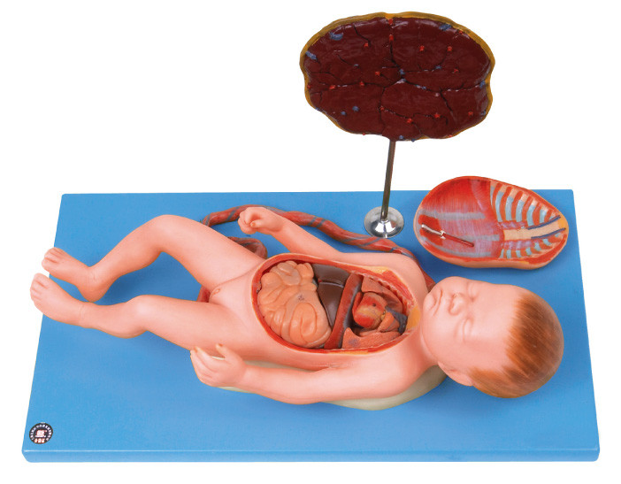 Ανθρώπινο πρότυπο έμβρυο ανατομίας με το viscus και τον πλακούντα, καλωδιακό σκοινί, εσωτερικά όργανα