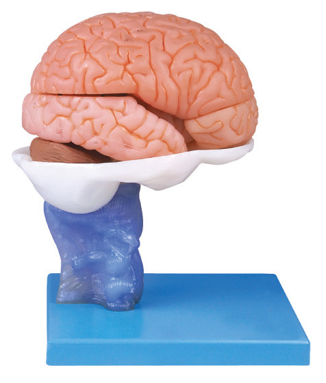 Προηγμένο πρότυπο Anatomyical εγκεφάλου ζωγραφικής ανθρώπινο με 15 μέρη για την κατάρτιση ανατομίας