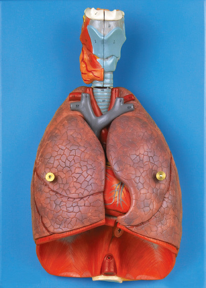 Εσωτερικός λάρυγγας οργάνων, καρδιά, πνευμόνων ανθρώπινο εργαλείο εκπαίδευσης ανατομίας πρότυπο