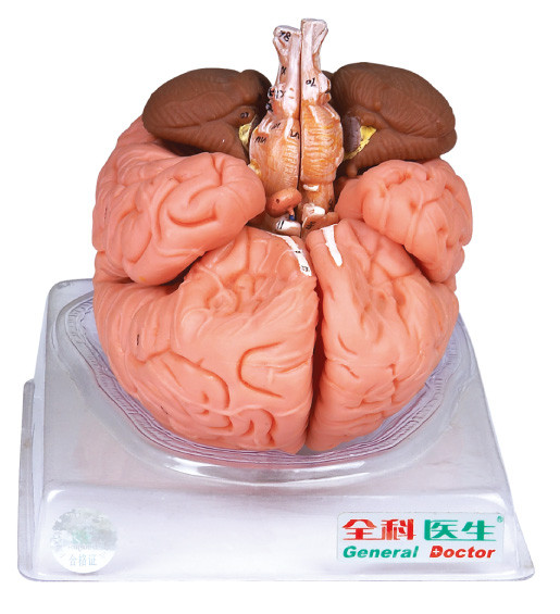 Εισαγόμενο πρότυπο εγκεφάλου Anatomyical χρωμάτων ενήλικο με το βελονοειδές τμήμα