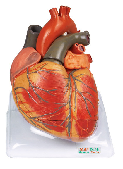 Μεγάλο μεγέθους ενήλικο πρότυπο ανατομίας καρδιών πρότυπο ανθρώπινο για την κατάρτιση shool περιποίησης