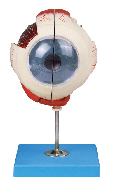 Δύο βολβών του ματιού ανατομίας ματιών πρότυπων επίδειξης μέρη δομών ματιών