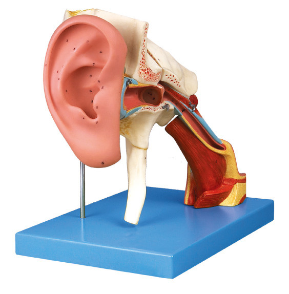 Το ανθρώπινο πρότυπο ανατομίας αυτιών Removeable παρουσιάζει εξωτερικό, μέσο και εσωτερικό αυτί για την κατάρτιση