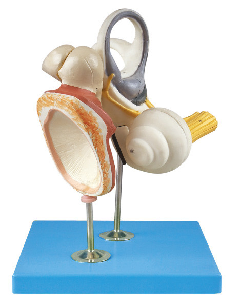 Εσωτερικό αυτί, ακουστικό οστάριο και τυμπανικό πρότυπο ανατομίας Membrance ανθρώπινο