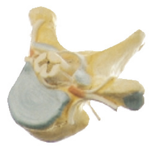 Θωρακικό Vertrebra με το ανθρώπινο πρότυπο ανατομίας νωτιαίου μυελού στη διατομή για τον ιατρικό προσομοιωτή