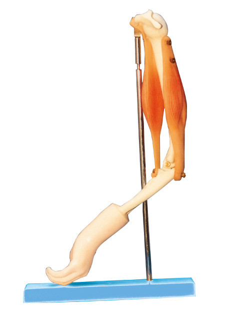 Ένωση αγκώνων με το λειτουργικό βραχιόνων πρότυπο ανατομίας μυών πρότυπο, ανθρώπινο για την κατάρτιση
